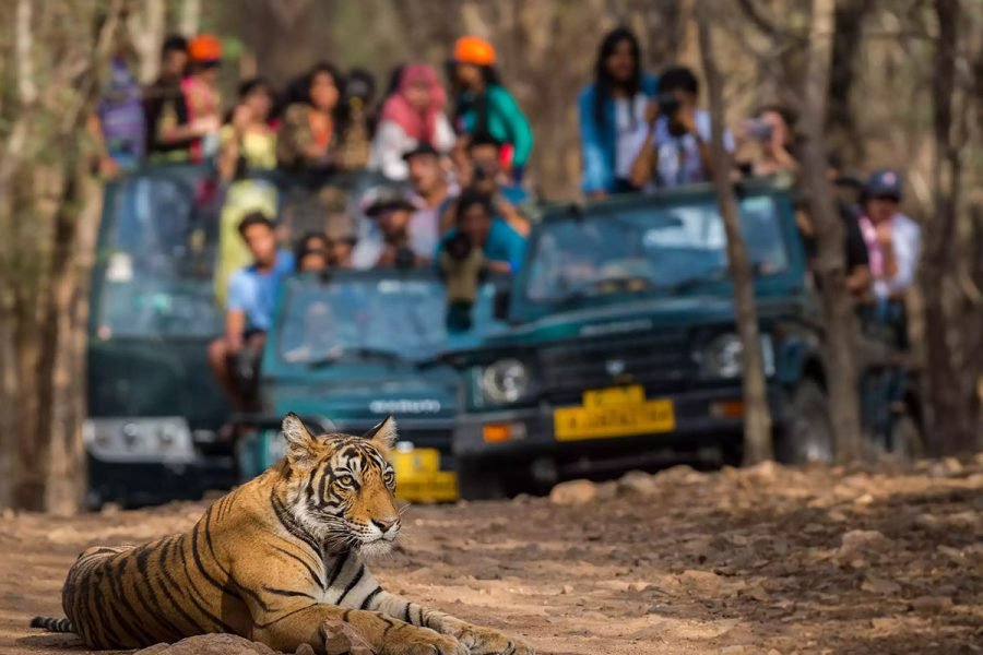 3-Day Ranthambhore Tiger Tour to Agra and Jaipur from New Delhi by Train and Car