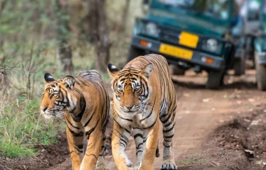 12 Days – The Tiger Trail Tour